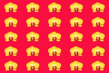 Yellow Orchid flower buds. Many colors for the background. Flowers on a red background.