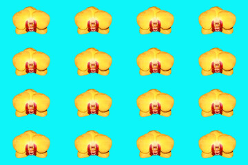 Obraz premium Yellow Orchid flower buds. Many colors for the background. Flowers on a blue background.