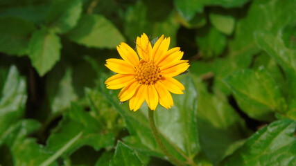 yellow flower in the sun