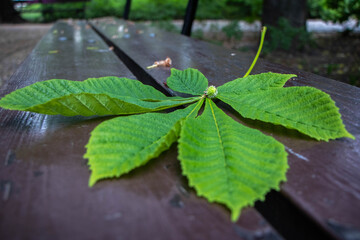 piękny zielony liść kasztanowca z młodym kasztanem w skorupce leżący na parkowej ławce