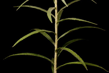 Pearly Everlasting (Anaphalis margaritacea). Stem and Leaves Closeup