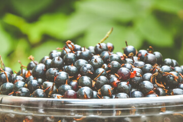 Currant berries. Black currant harvest. Organic berry in the countryside. Retro style photo. Ecologically clean agriculture. Fresh berries ready for canning.