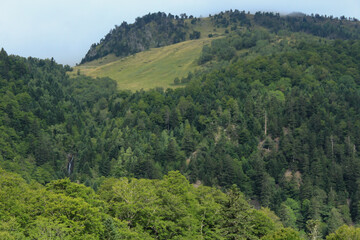 Fototapeta na wymiar Mountain with a forest in la Vall d'Aran / Montaña con un bosque en la Vall d'Aran (Catalonia, Spain)