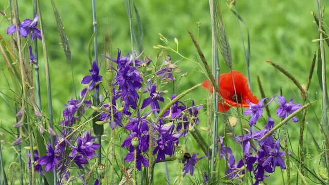 Getreidefeld mit Feld-Rittersporn, Kamille und Klatschmohn
