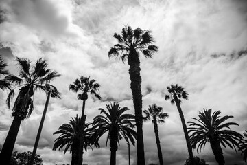 Obraz na płótnie Canvas silhouette of palm trees and clouds