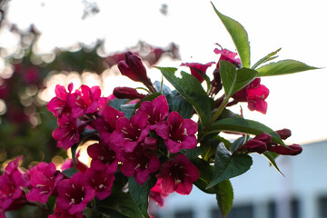 kolorowe rośliny parkowe trawy, kwiaty, niebo © Marek