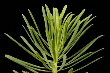 Cypress Spurge (Euphorbia cyparissias). Vegetative Shoot Detail Closeup