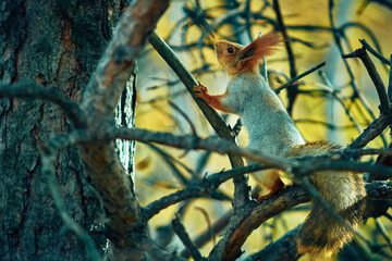 
squirrel in the tree branches in autumn