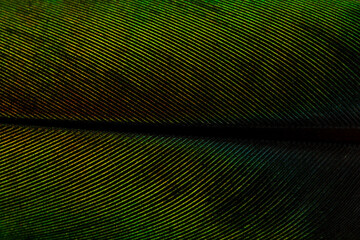 Obraz premium Beautiful Bright Metal Green Feather Close up Detail Texture. Abstract Pattern Background