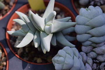 Crassula cornuta succulent plant in a plastic pot