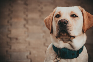 weißer Hund