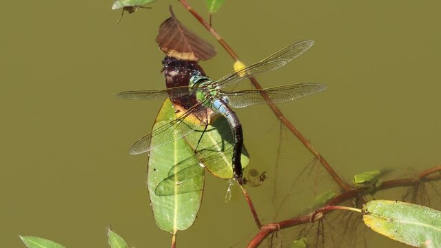 Eiablage einer Gro&szlig;en K&ouml;nigslibelle (Anax imperator) an Wasser-Kn&ouml;terich (Persicaria amphibia) mit vielen kleinen Laubfr&ouml;schen (Hyla arborea)
