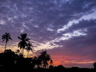 a palm silhouette in front of a colourfull red and blue sky in yala national park, sri lanka