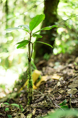 plant sapling
