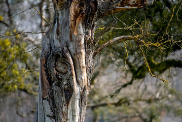 Stamm von einem alten Apfelbaum