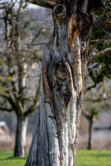 Stamm von einem alten Apfelbaum