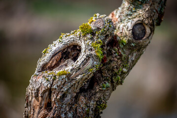 Stamm von einem alten Apfelbaum