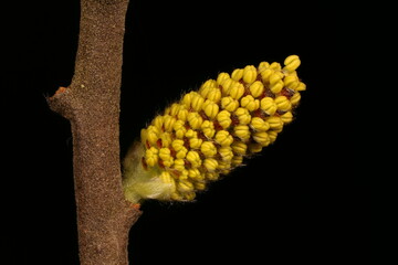 Gray Willow (Salix cinerea). Male Inflorescence Closeup © Valery Prokhozhy