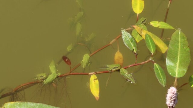 Zahlreiche junge Laubfrösche (Hyla arborea) direkt nach der Metamorphose an Wasser-Knöterich (Persicaria amphibia) 