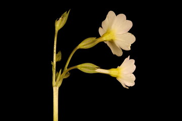 Primrose (Primula vulgaris). Inflorescence Closeup