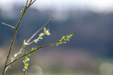Busch am Seeufer mit aufblühenden blättern im Gegenlicht