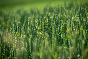 Getreidefeld im Frühling im Gegenlicht der Morgensonne
