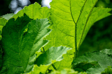 Mammutblatt im Gegenlicht