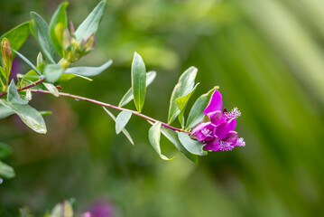 Nahaufnahme von Blume im botanischen Garten