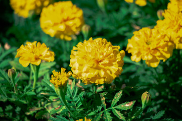 kolorowe rośliny parkowe trawy, kwiaty