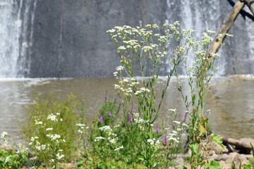 Daisies and purple flowers framed by a dam