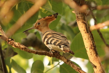 Hoopoe ibibik hüdhüd