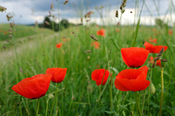 Graslandschaft mit blühenden Mohnblumen - Stockfoto