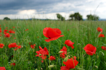 Obraz premium Graslandschaft mit blühenden Mohnblumen - Stockfoto