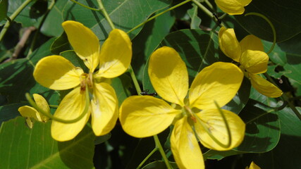 yellow flowers on green background
