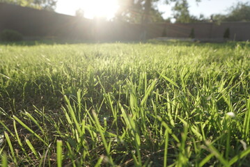 mown grass grows close up