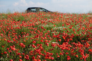 Hang mit Gr&auml;sern und Mohnblumen und Kamille neben Landstra&szlig;e und vorbeifahrendes Auto - Stockfoto