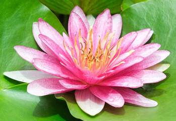 beauty soft petal blooming fresh pink lotus yellow petals flower isolated circle green leaves background in pond. multi layer .