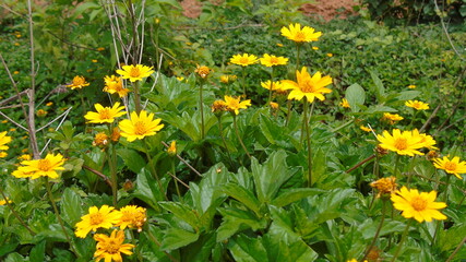 yellow dandelions in the grass