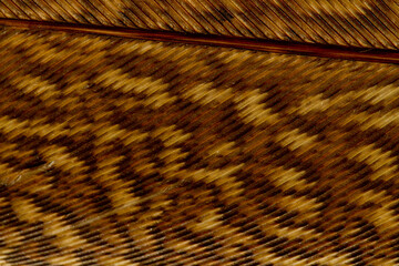 Beautiful Bright White and Brown Feather Close up Detail Texture. Abstract Pattern Background