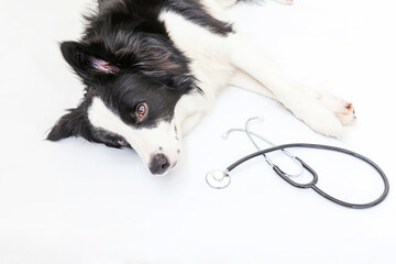 Puppy dog border collie and stethoscope isolated on white background. Little dog on reception at veterinary doctor in vet clinic. Pet health care and animals concept.