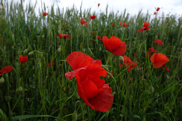 Wiese mit Gräsern und blühenden Mohnblumen - Stockfoto