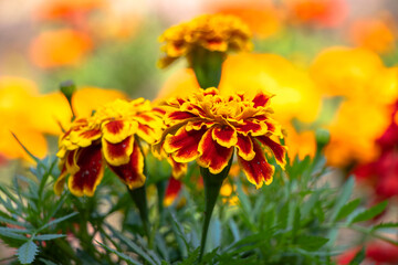 kolorowe rośliny parkowe trawy, kwiaty, drzewa