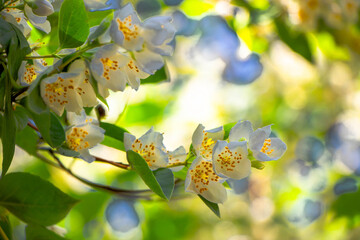 kolorowe rośliny parkowe trawy, kwiaty, drzewa © Marek