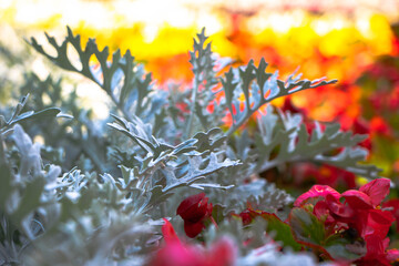 kolorowe rośliny parkowe trawy, kwiaty © Marek