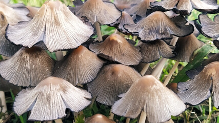 Coprinellus Micaceus mushrooms on grass