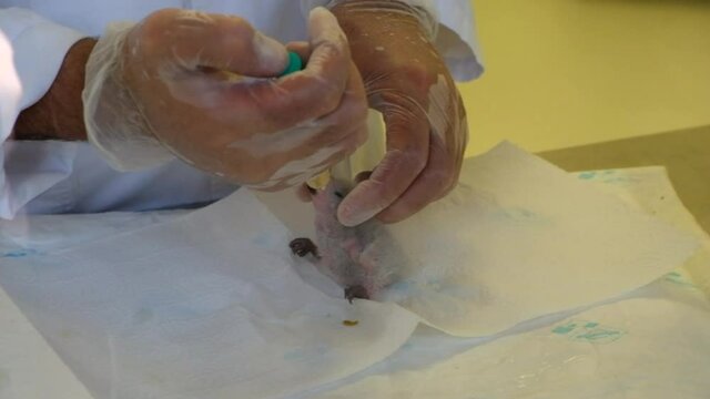 New Born baby lorius hypoinochrous devittatus eating from human hand