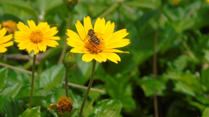 yellow dandelions on green grass