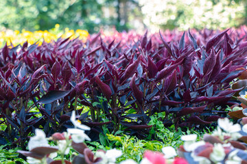kolorowe rośliny parkowe trawy, kwiaty, drzewa © Marek