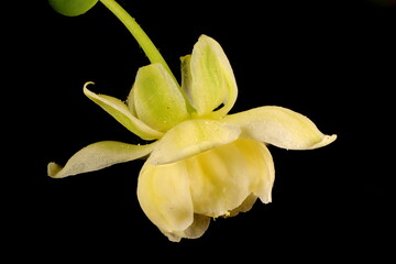 Thunberg's Barberry (Berberis thunbergii). Flower Closeup