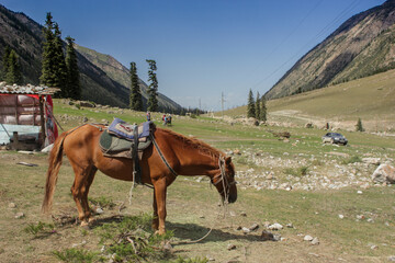 Nomad's horse with saddle on mountain landscape view. harnessed horse photo.